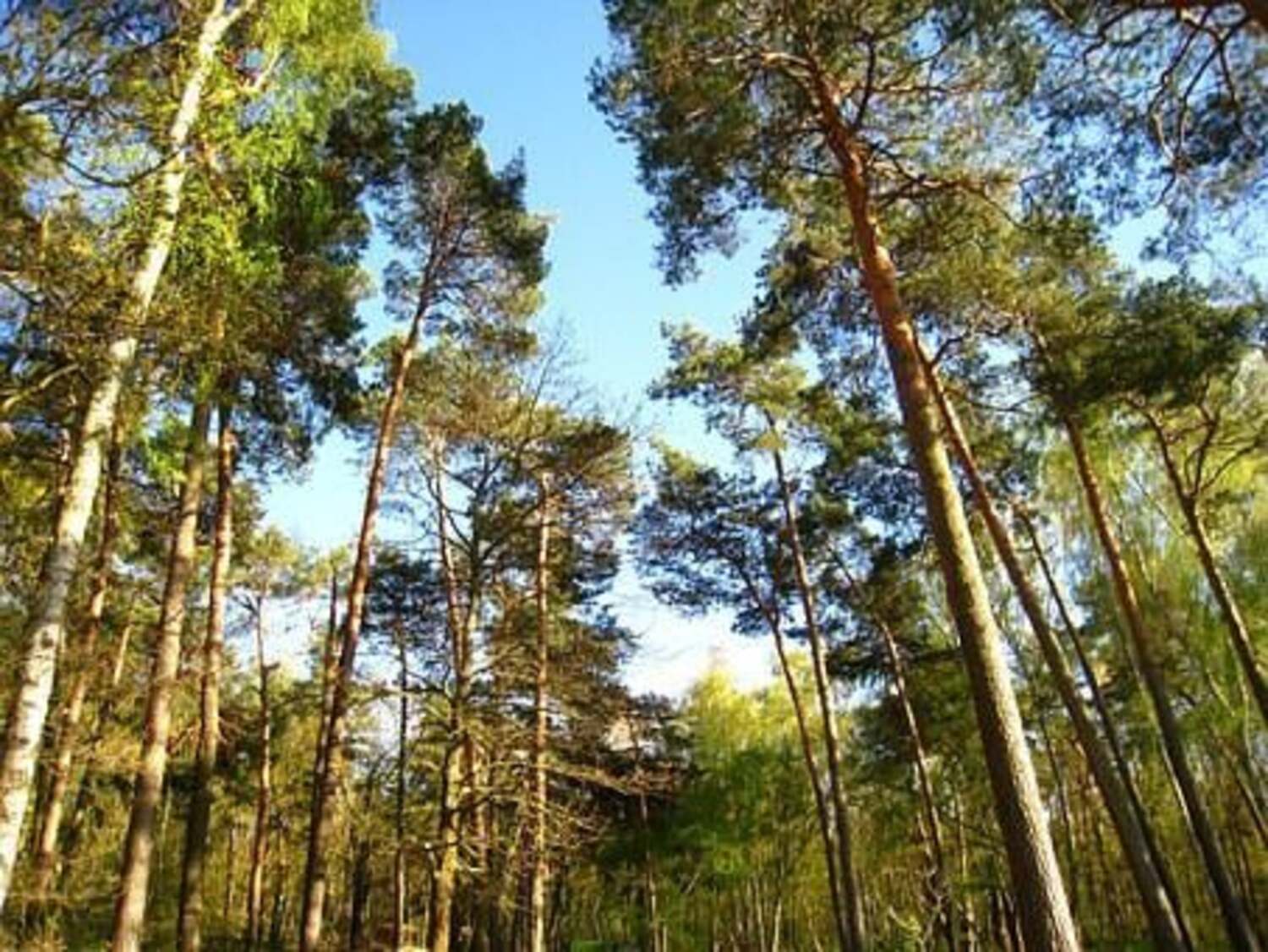 Pineta