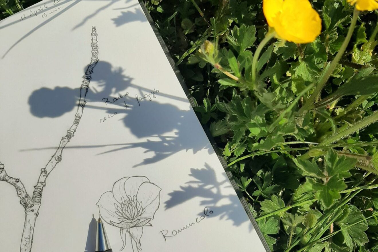 Disegnare i fiori delle nostre montagne - Clusone (BG)